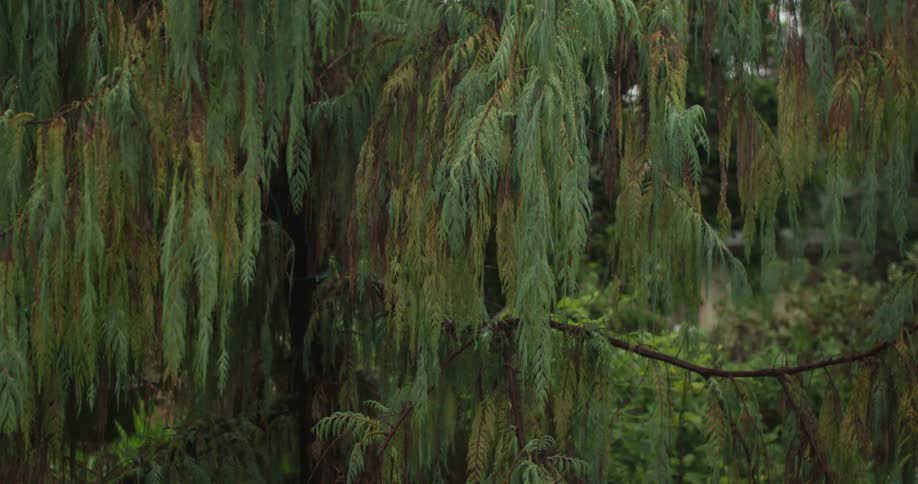 Long leaves hang from the branches of a tree