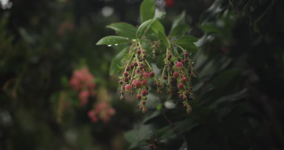 Red berries hanging from a tree