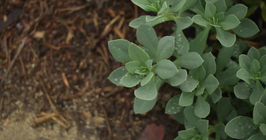 Dew drops on green succulents