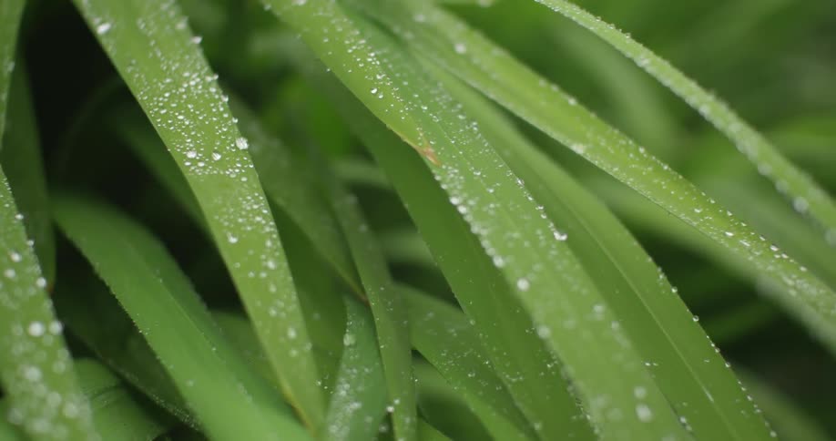 Dew drops sit on long green fronds