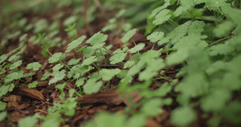 Small green plants sprouting out of the earth