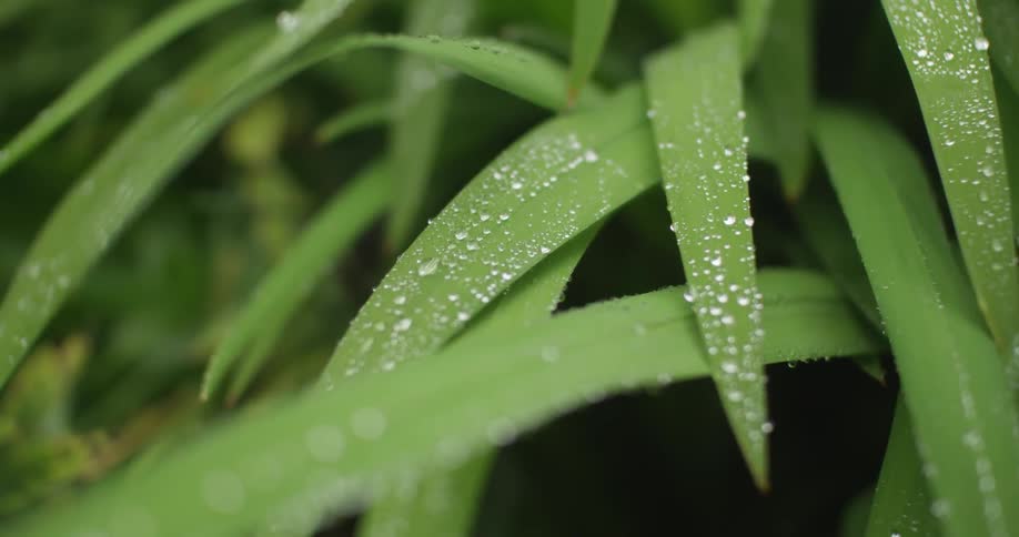 Water droplets on long green grass