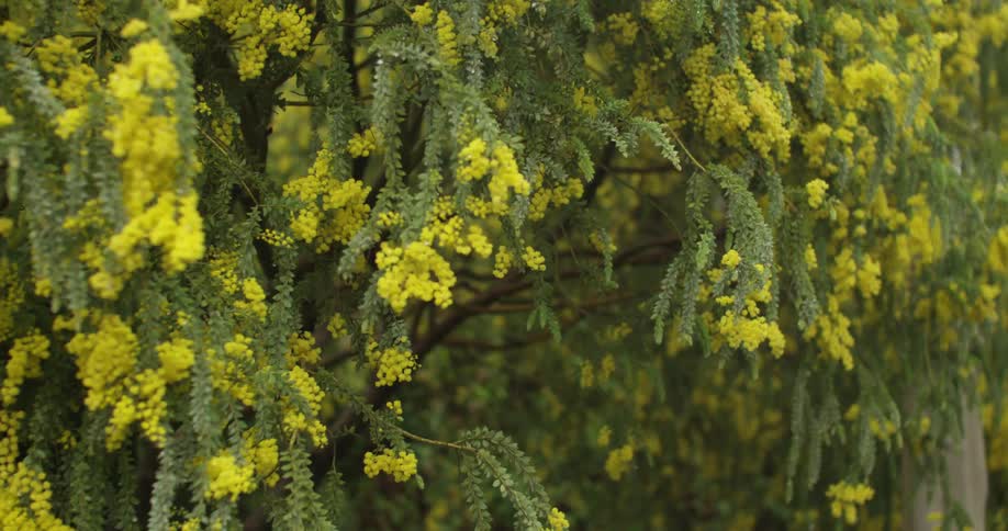 Dew covered flowers sprouting from tree branches