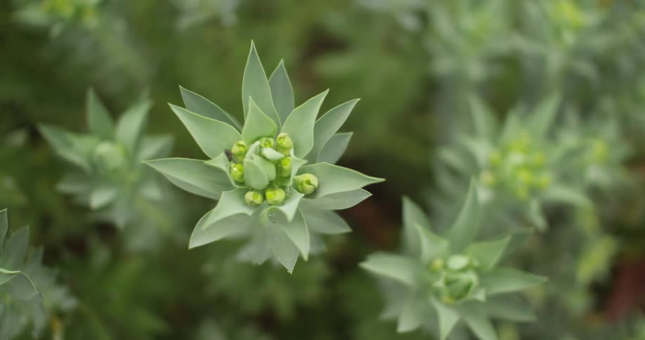Close up of some green plants with buds at the tip