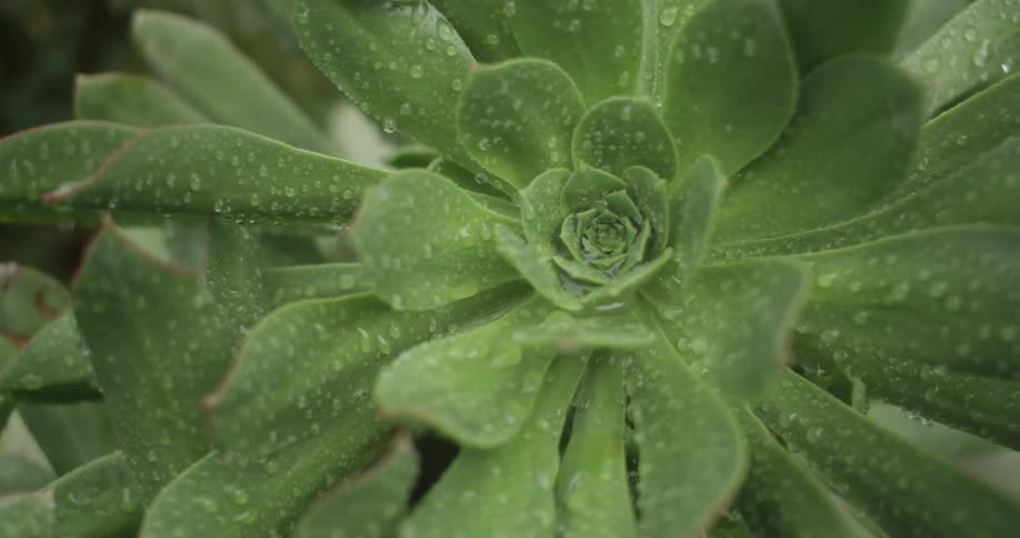 A succulent has dew drops all over it