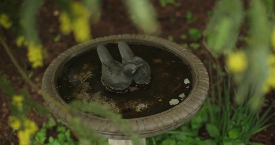 A bird bath behind a tree with yellow flowers on it