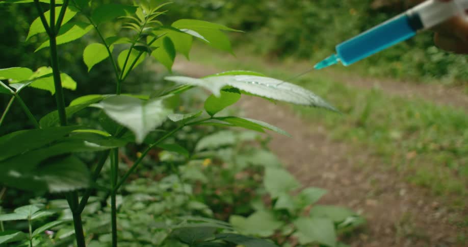 A person is spraying green liquid on a leaf with a needle