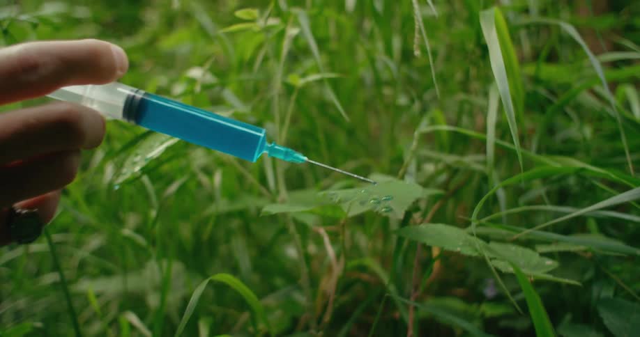 Person places drops of blue liquid with a syringe over plant leafs near a dirt road