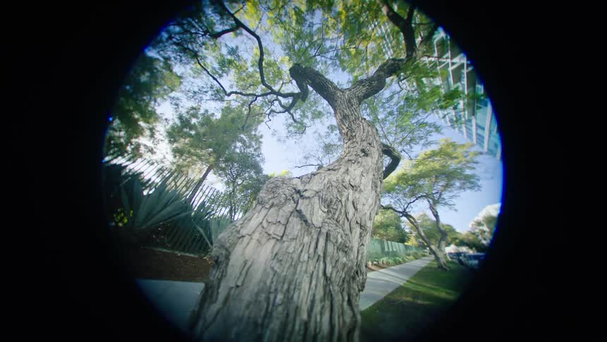 A tall tree is over the path