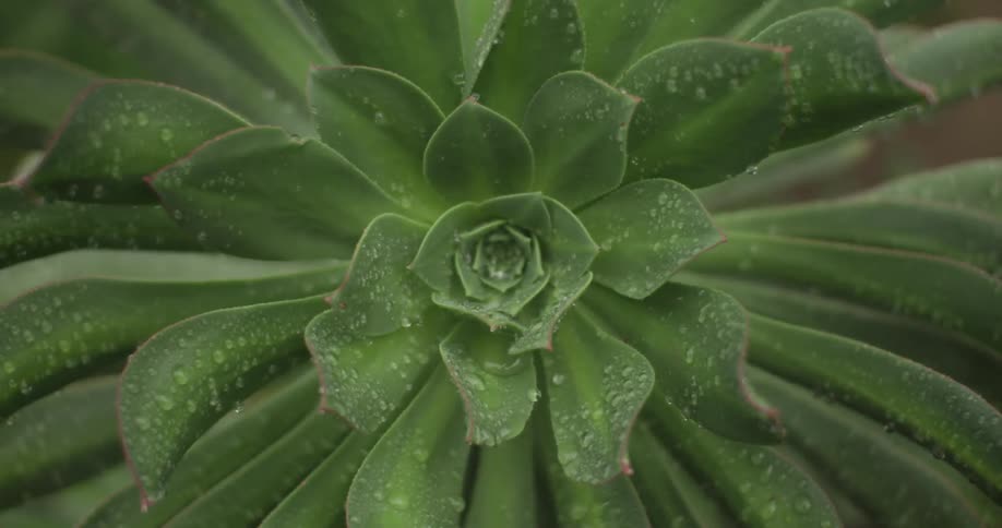 Vibrant green succulent covered in dew