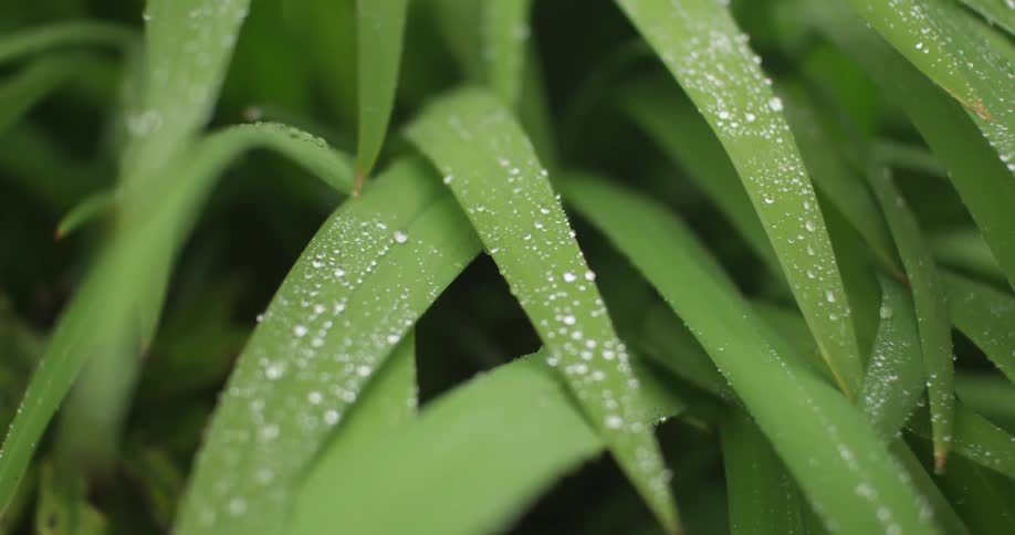 Fresh water on a lush green plant