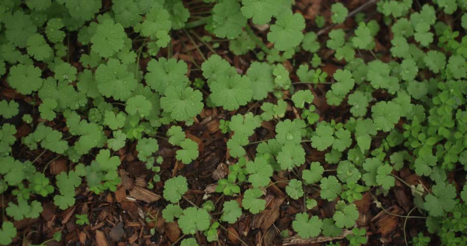 Small plants growing from soil