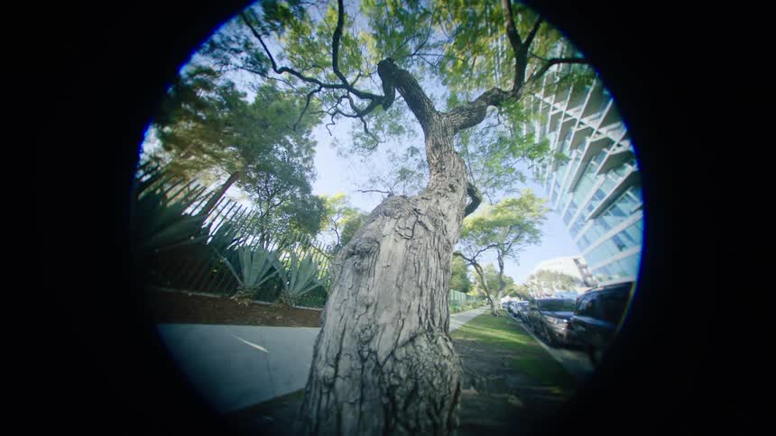 A tall tree hangs over the sidewalk