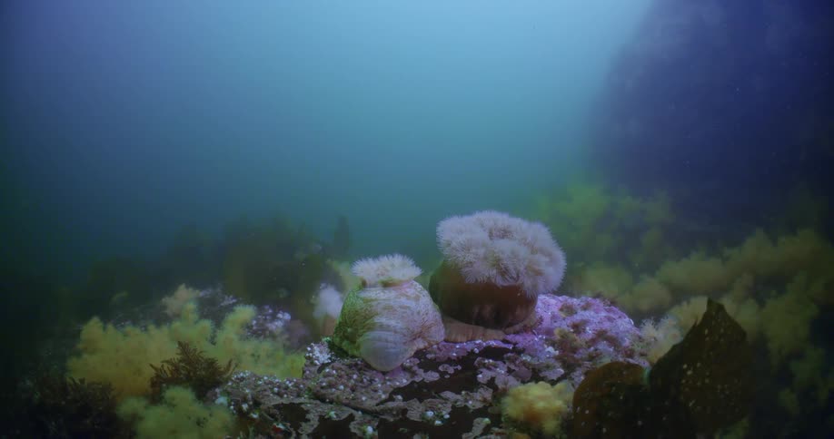 A view of plants in the ocean