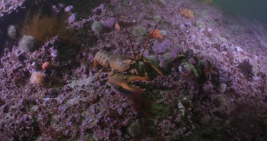 Lobster with large claws moves its antenna at the bottom of the ocean