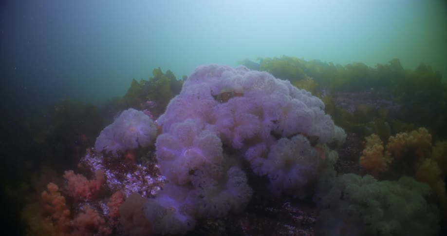 Colorful coral at the bottom of the ocean