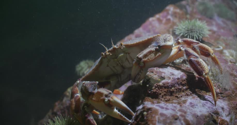 Live crab resting over a rock on a coral reef at the bottom of the ocean