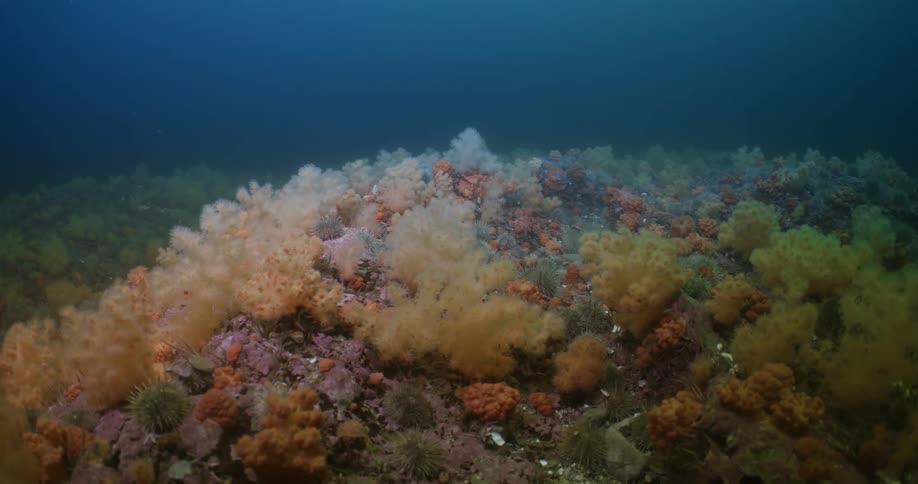 Underwater footage of algae and plants growing on a coral reef on the ocean