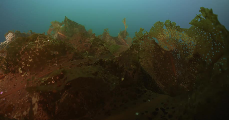 Green algae slowly floating and waving at the bottom of the clear blue ocean