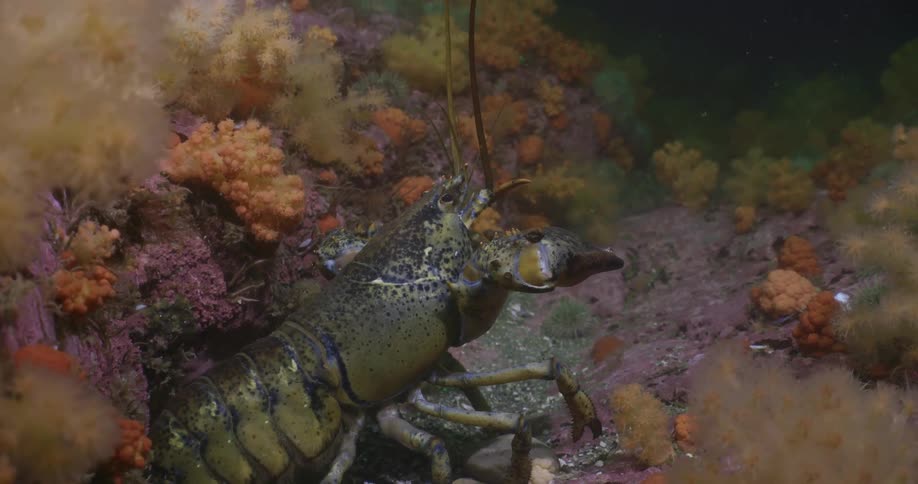 A lobster swims in an indoor tank