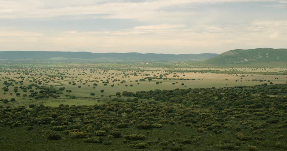 A landscape view of a grassy field with bushes
