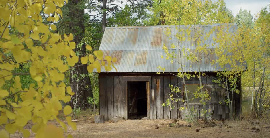 An old shed is in the woods and the leaves on trees are moving in the breeze