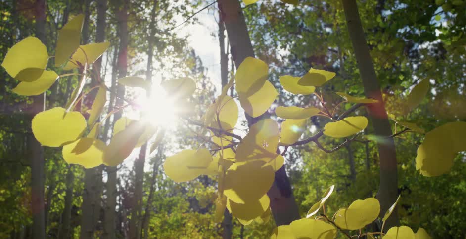 The leaves on a plant move in the breeze as the sun shines upon them through the trees in a forest