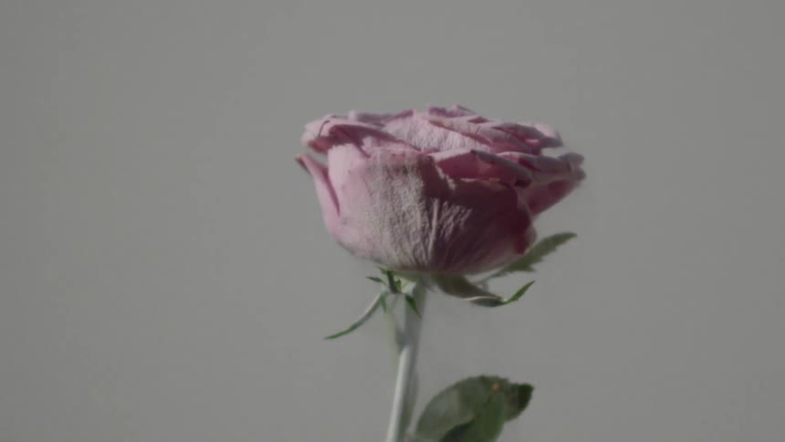 A frozen rose twirls while mists comes off it