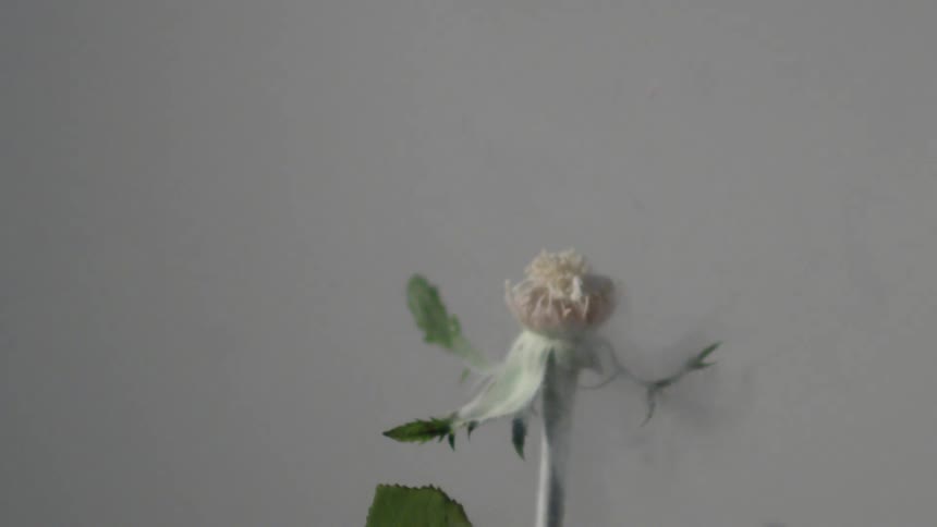 Flower being shattered when struck by a blade
