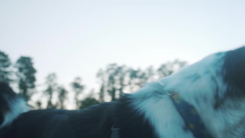 A dog pants with its tongue out while looking around a park