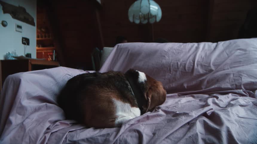A small dog sleeps on a couch covered in a sheet