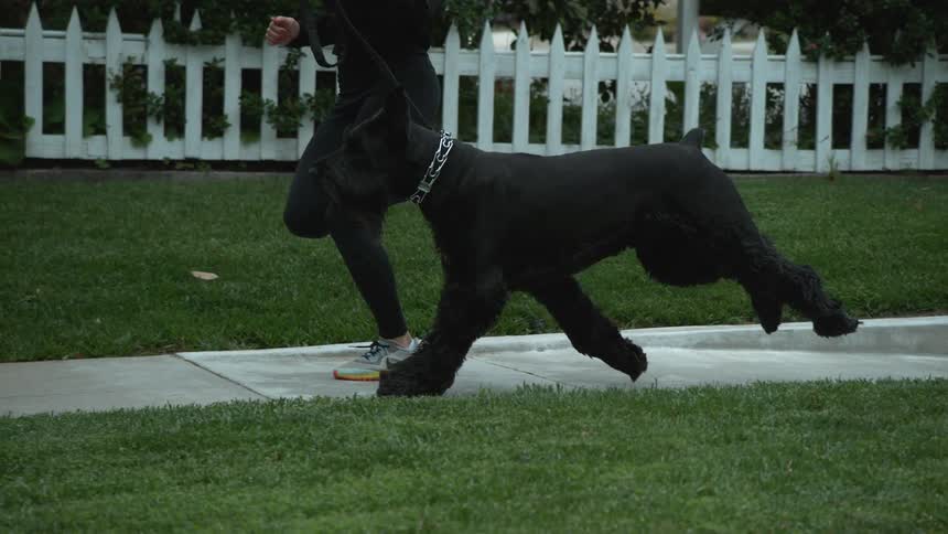A person is jogging with their dog outdoors in spring