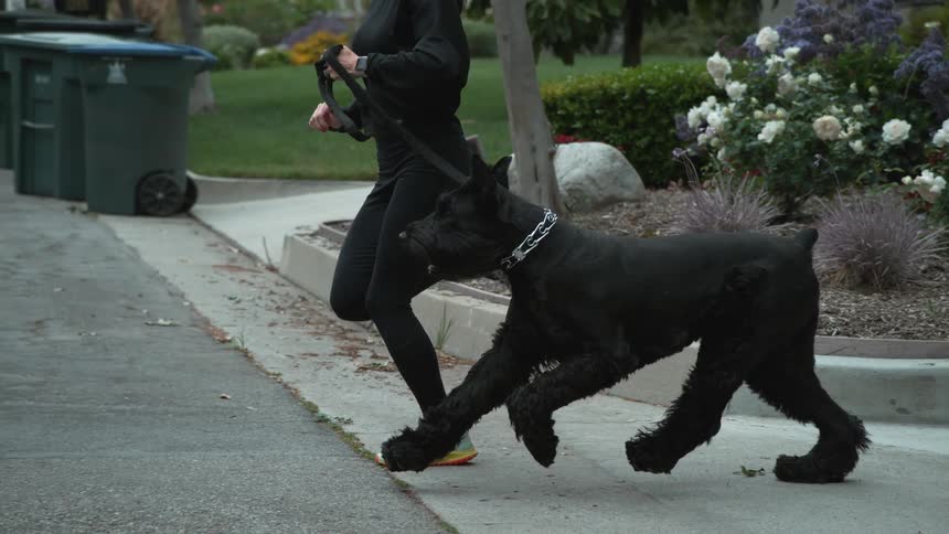 Fitness runner runs across the road along with a large black dog