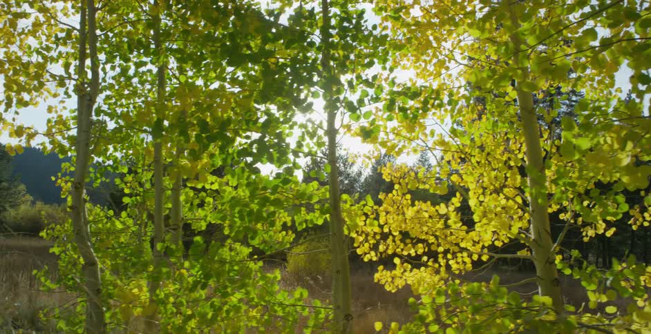 A view of a forest with trees