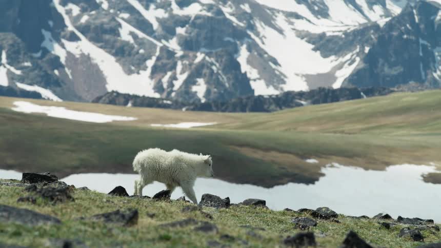 A mountain goat stops grazing and walks away past water with mountain behind