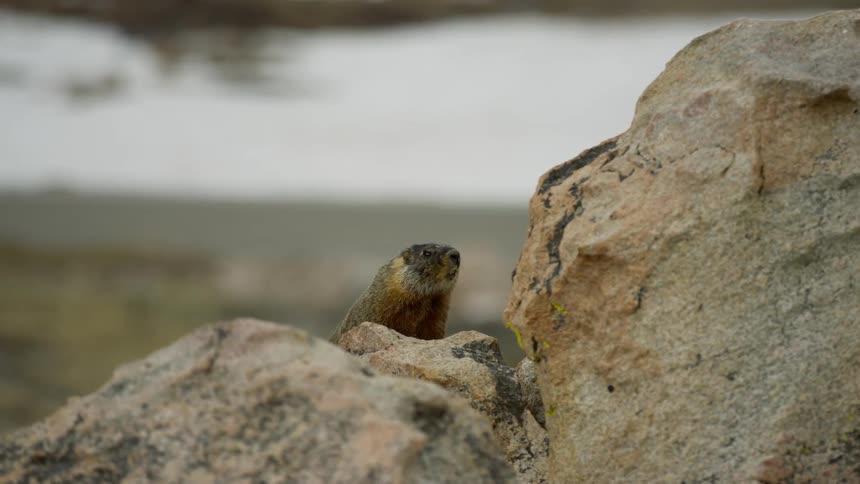 A small animal is perched on the rocks