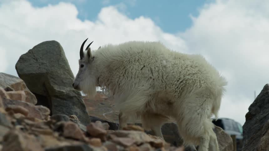 Wild white mountain goat climbing up a rocky slope away from herd
