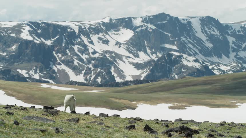 A mountain goat in front of a mountain range