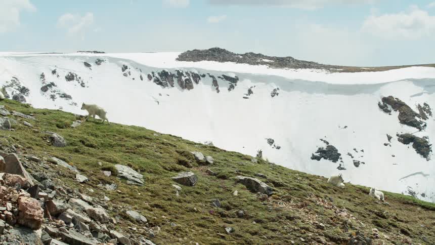 A mountain goat walks up a slope where other goats are lying in the grass