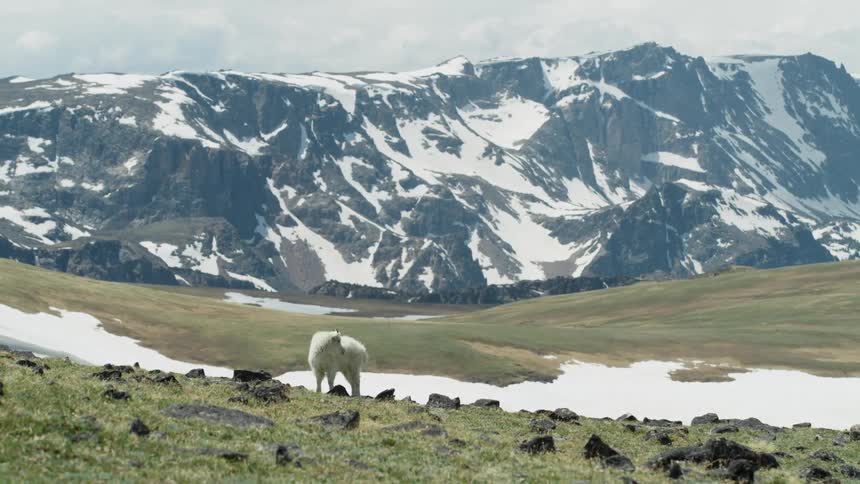 A mountain goat grazes on a slope near snow and mountain ridge