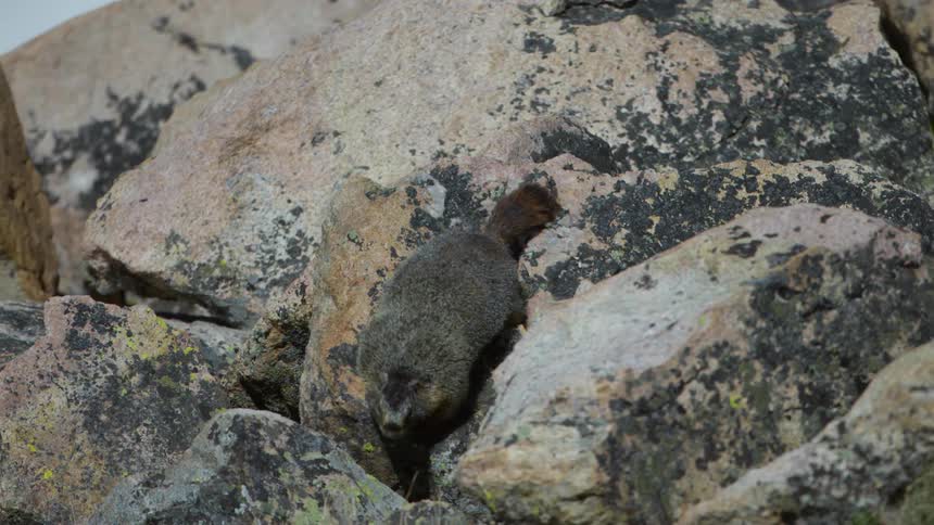 A groundhog walks down rocks toward the grass