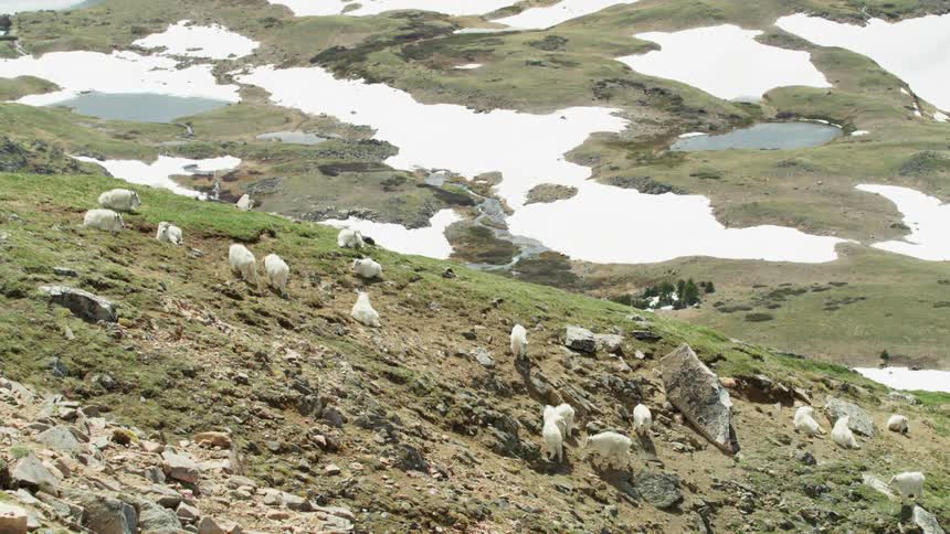 Goats sleep and graze on the side of a mountain