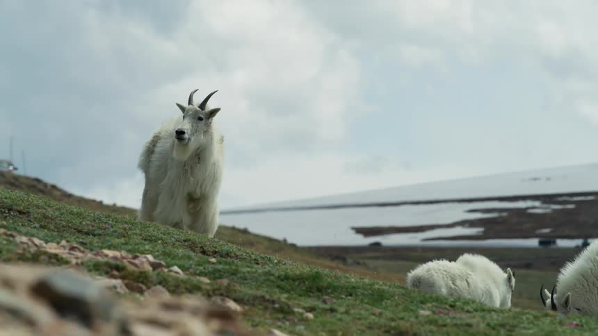 Goats are grazing on grass during the daytime