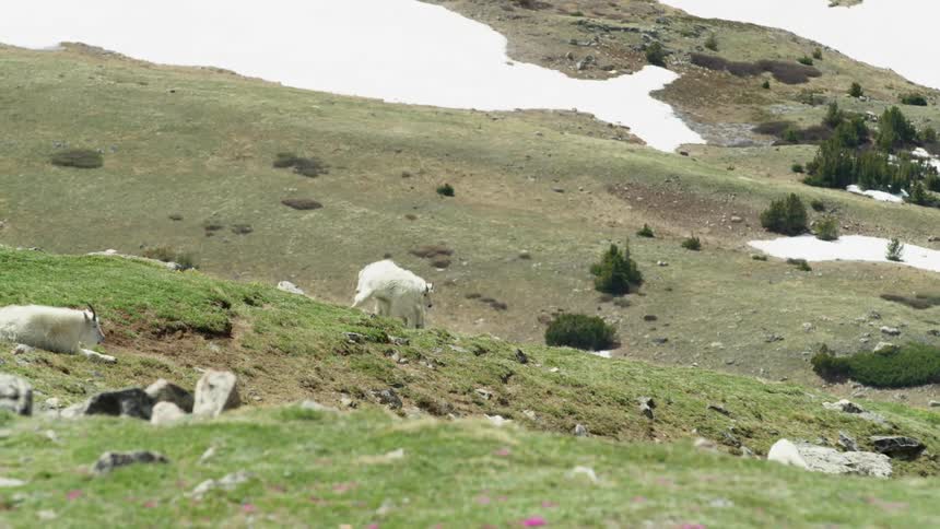 Two mountain goats circle each other trying to attack with horns while the herd watches