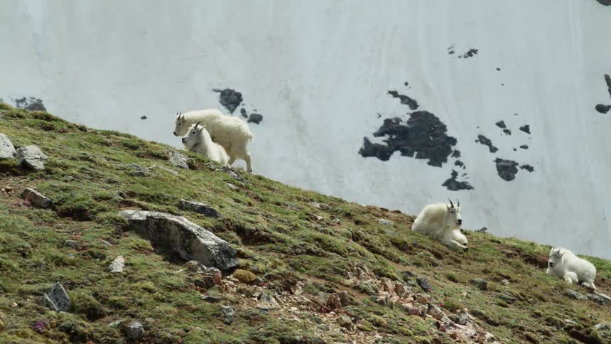 A goat slowly walks up the side of a snow capped mountain