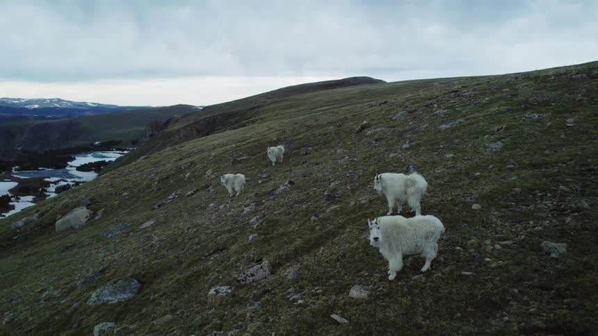 Goats are grazing on grass at dusk