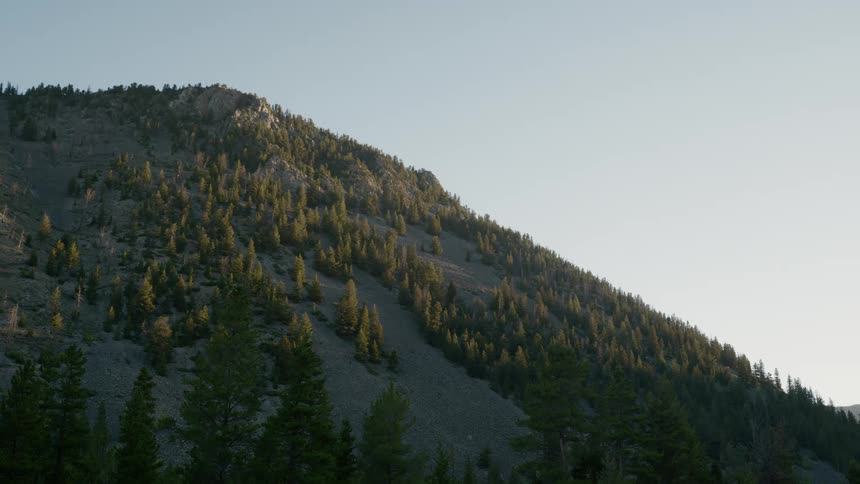 Snow covers conifer forest occupying mountain