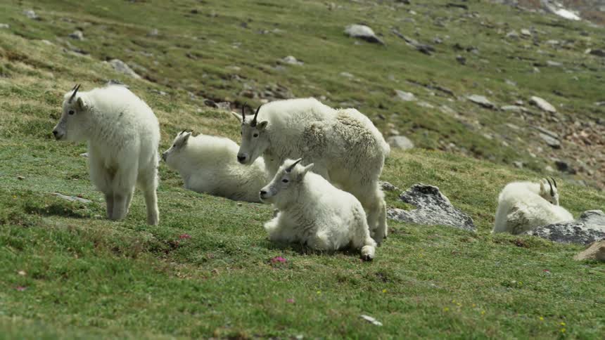 A goat passes grazing goats as it walks up a hill