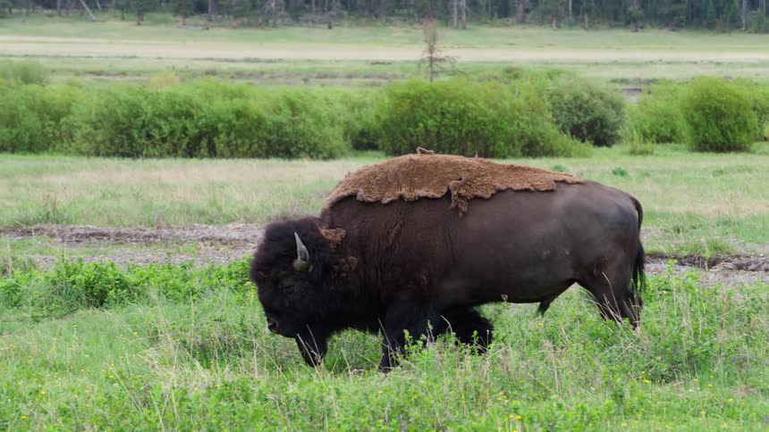 A mammal is grazing on the prairie grass during spring