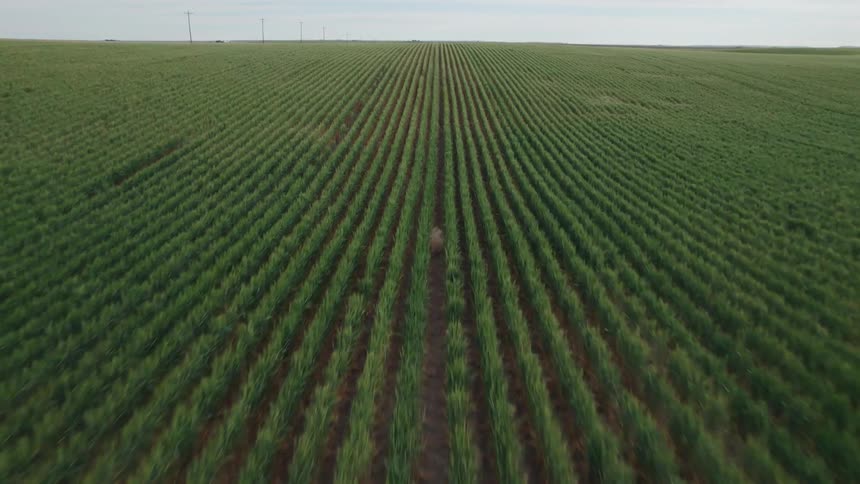 A large field of crops along the side of a road
